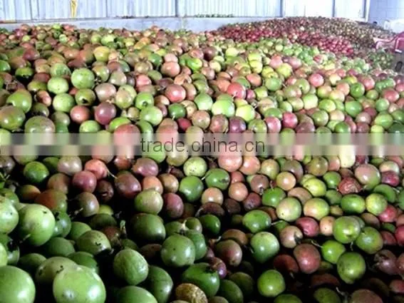 Vietnam Fresh Passion Fruit/Whole Frozen Passion Fruit/Organic Fresh Passion Freuit