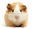 Snap Wooden Trap Rat HDWT001