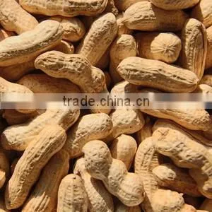 Blanched Peanut Kernels Best Quality And Hot Sell