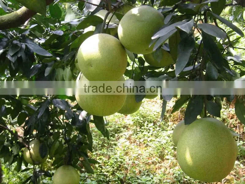 Fresh Guanxi honey pomelo