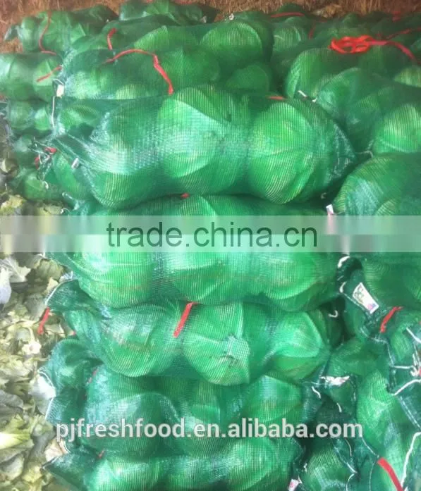Hot sale Chinese Big White long Cabbage