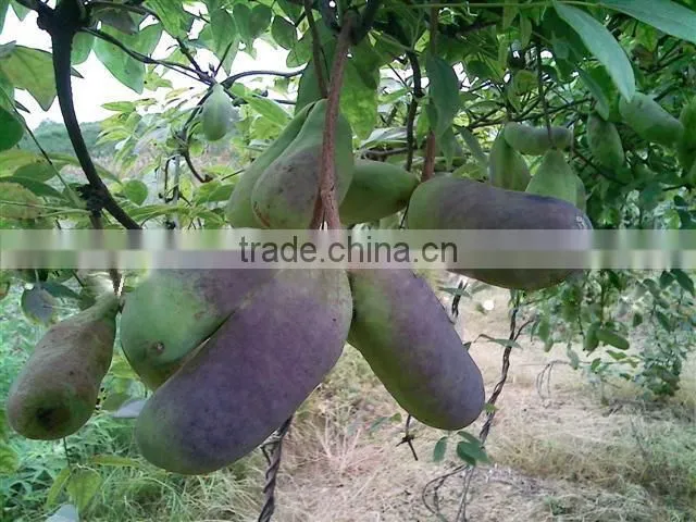 High Quality Rare Fruit Tree Seeds For Planting Holboellia latifolia Wall Seeds
