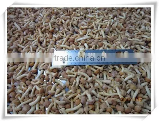 health product/nourishment food /china food mushroom
