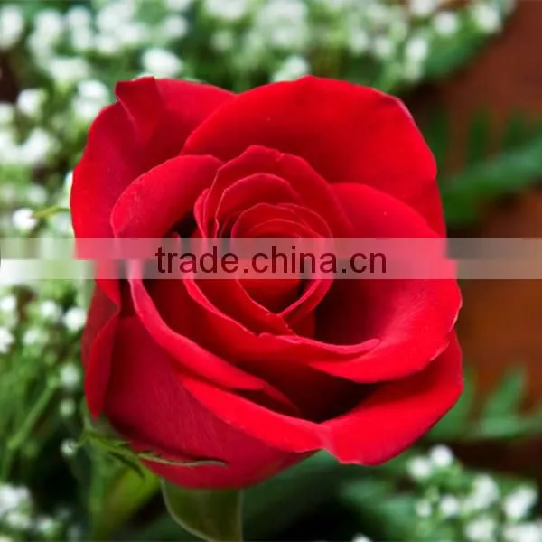 Export cut fresh flower of red rose flower as holiday gifts