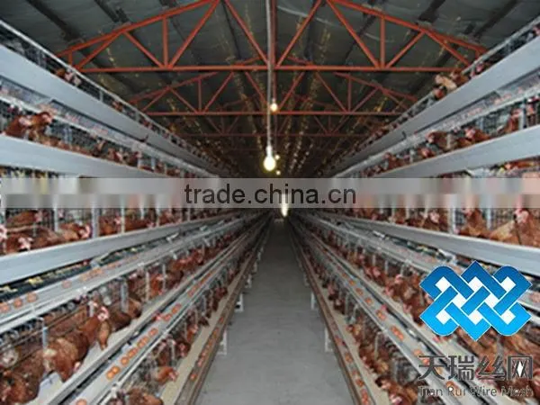 Layer chicken cage (factory)