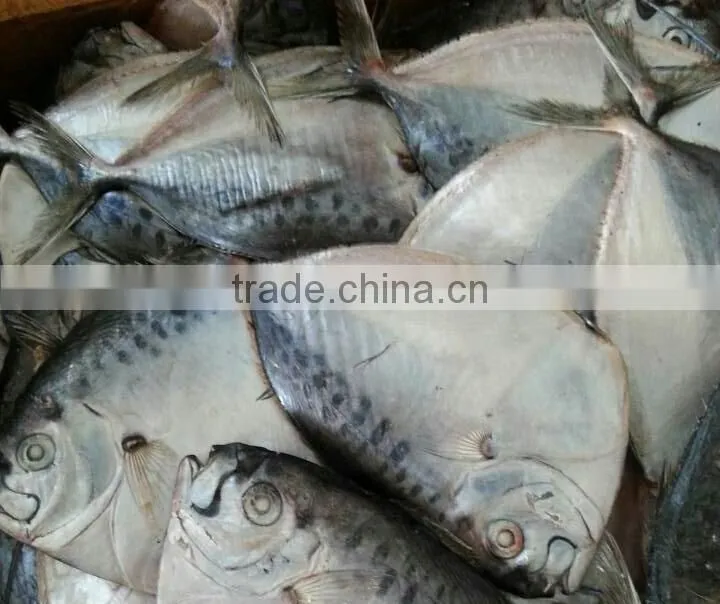 frozen moonfish 60-80g/pc HG Mene Maculata