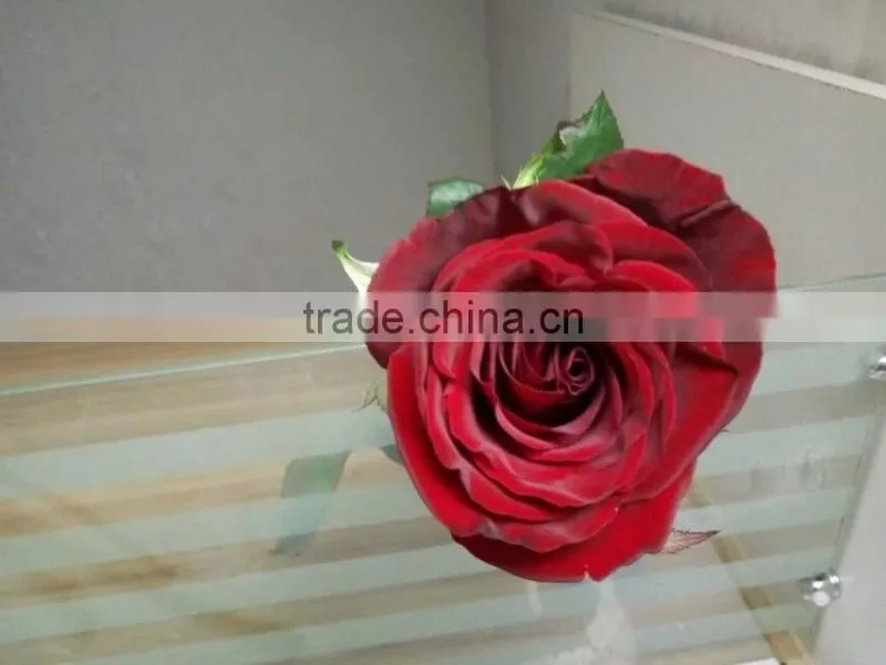 2016 Hot Sale Decorative Rose Flower Valentine's Day Occasion Fresh Cut Rose Flower Single Head