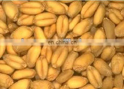 Buckwheat Peeling Machine / Grains Peeling Machine / Millet Peeling Machine