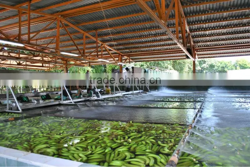 FRESH CAVENDISH BANANA IN VIETNAM