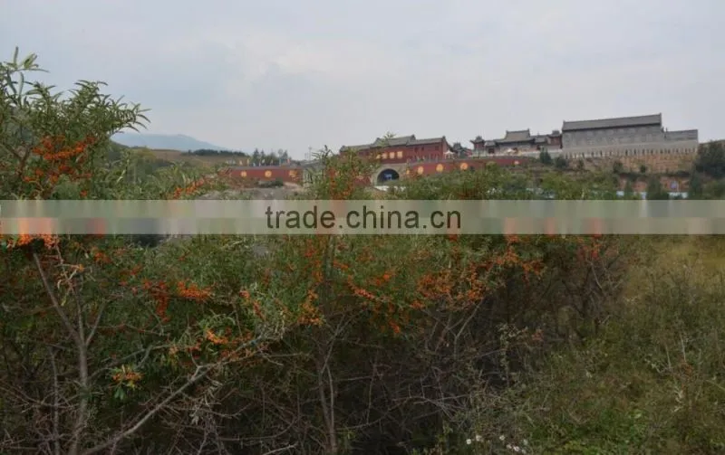 High-quality seabuckthorn fruit oil,essential oil, wild plant oil