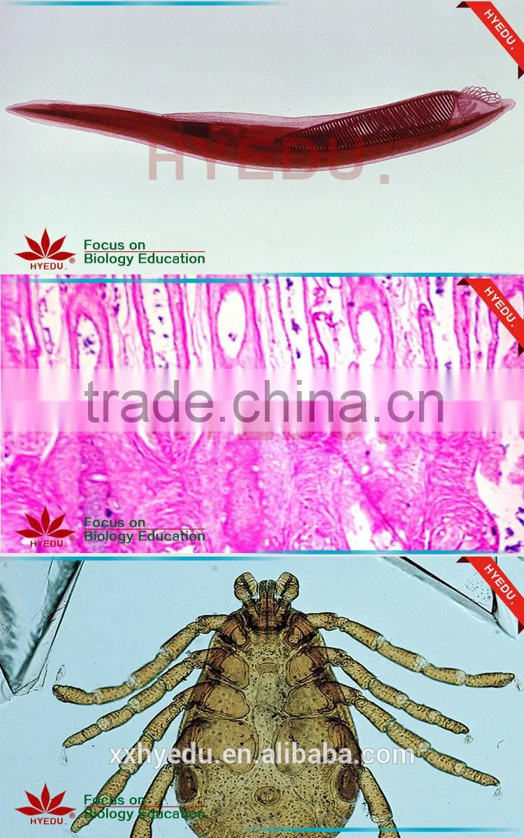 Supply Animal Round Coverglass Student Biological Teaching Slides Individual microscope prepared slide