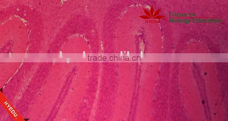 Teaching and lab science individual histology slides microscope accessories