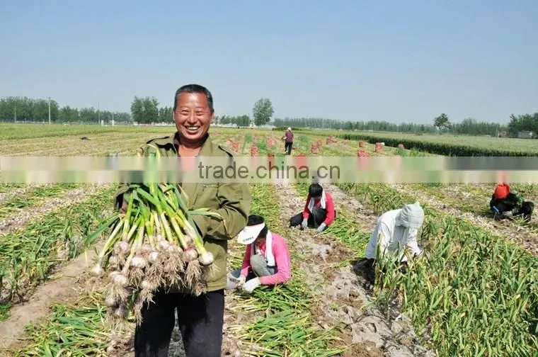 2016 fresh garlic supplier