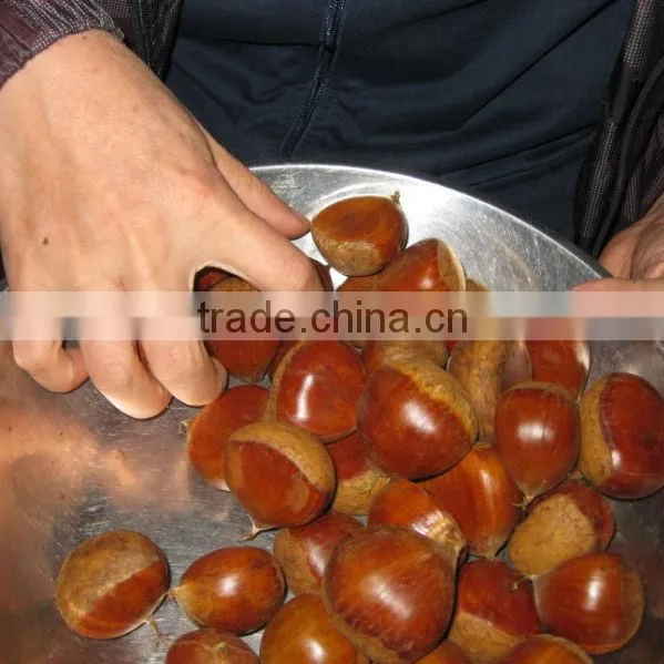 dandong kaili Chinese chestnuts big size