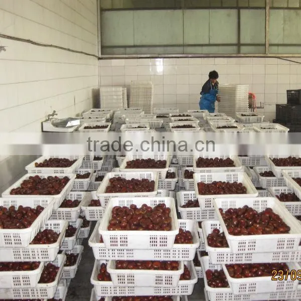 dandong kaili Chinese chestnuts big size