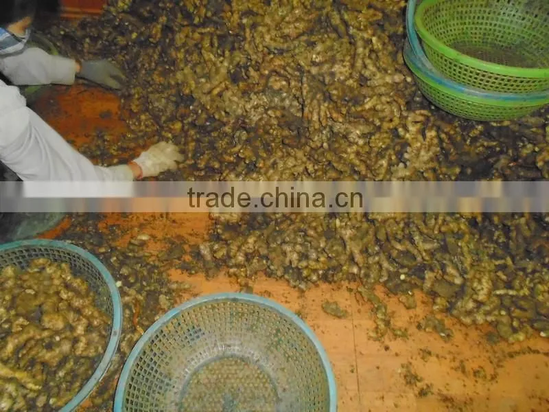New Ginger from viet nam 2015 - 2016