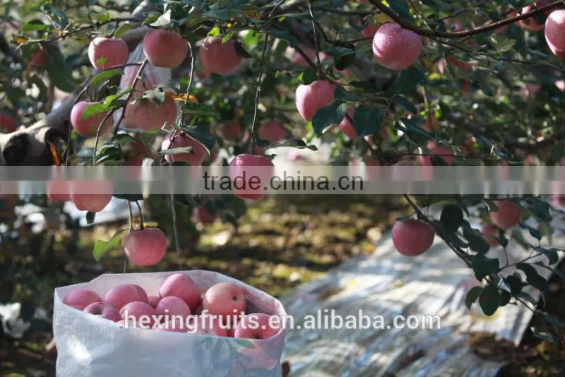 Matured apple fruits Variety and fresh fruits Type mature whole fuji apples
