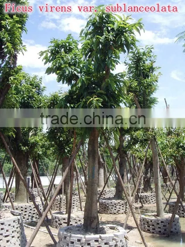 Outdoor Landscaping tall Ornamental green decorative Plants
