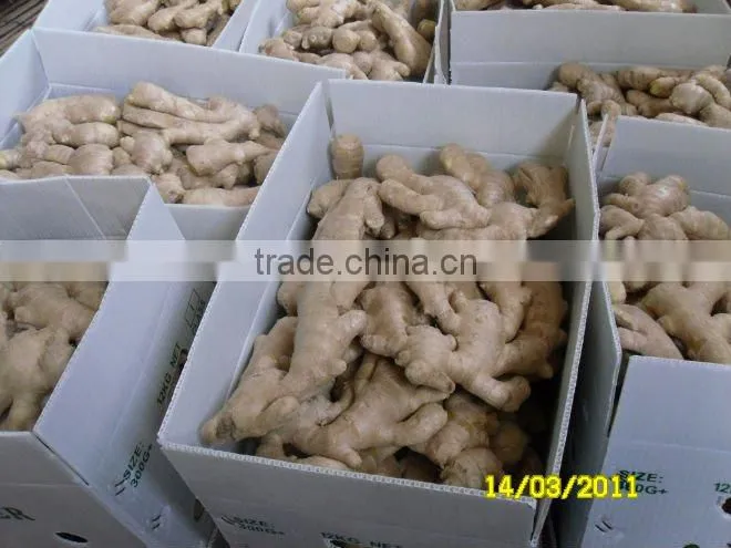 Fresh mature fat ginger