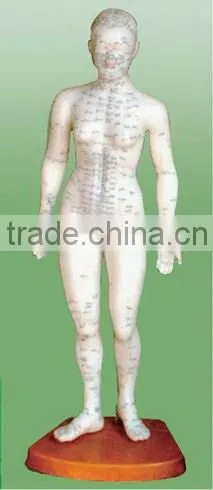 acupuncture (male) model