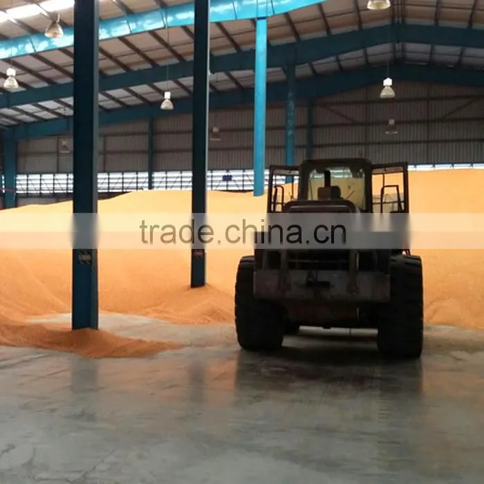 Yellow Corn , Yellow Maize , Non GMO Yellow Corn