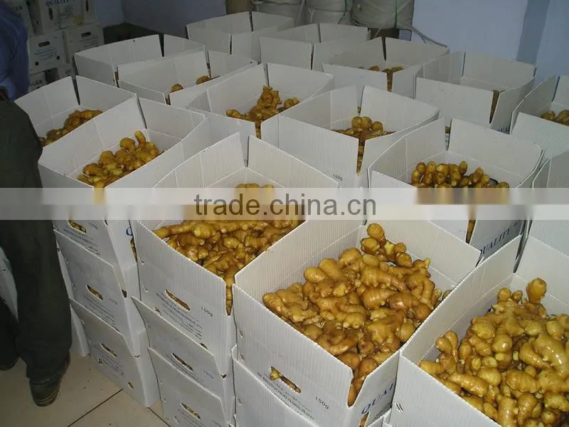 Hot!!! Low Price Ginger Root