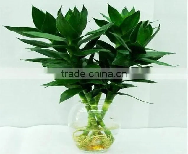 lucky bamboo