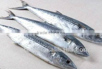 Frozen spanish mackerel 200-300g
