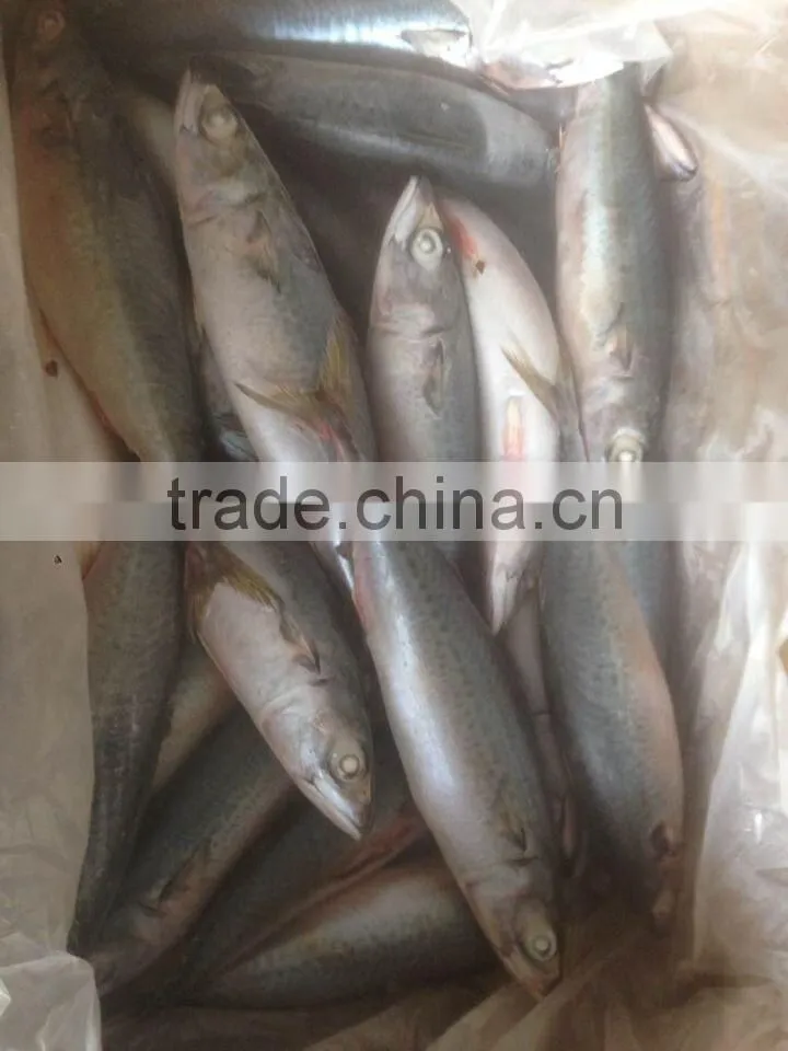 200-300g Frozen Mackerel Fish