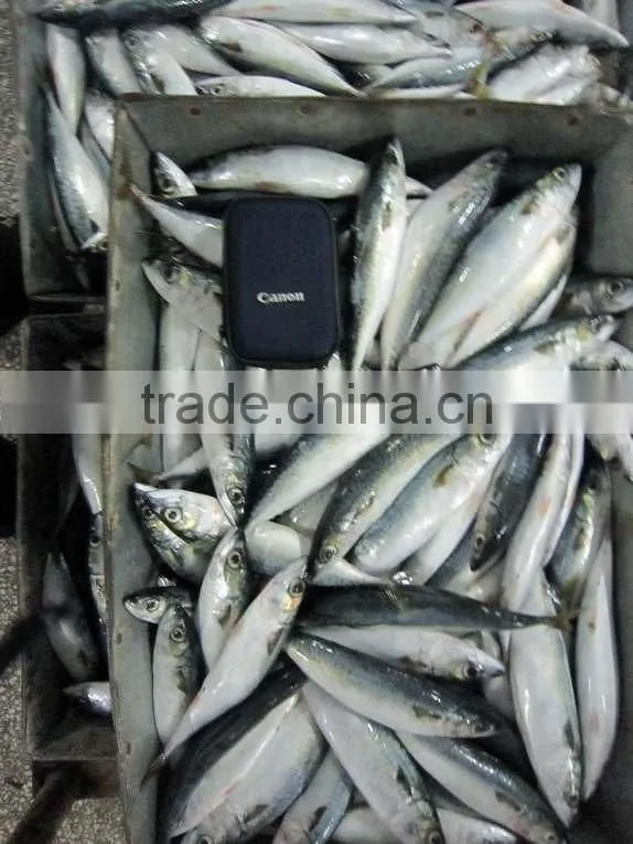 FROZEN MACKEREL (BQF)