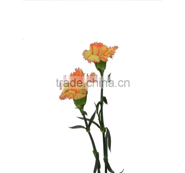 Durable Carnival single stem carnation flower