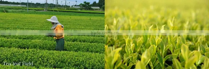 Honey Ginger Tea, Japanese high quality ginger tea made by chemical free ginger