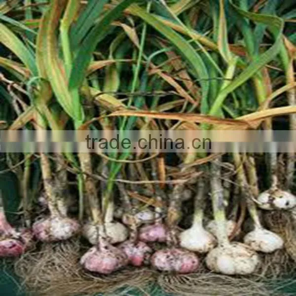 Fried garlic granules 5-10mesh8-16mesh