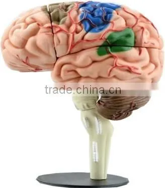 V-HM04 4D MASTER Human brain structure model