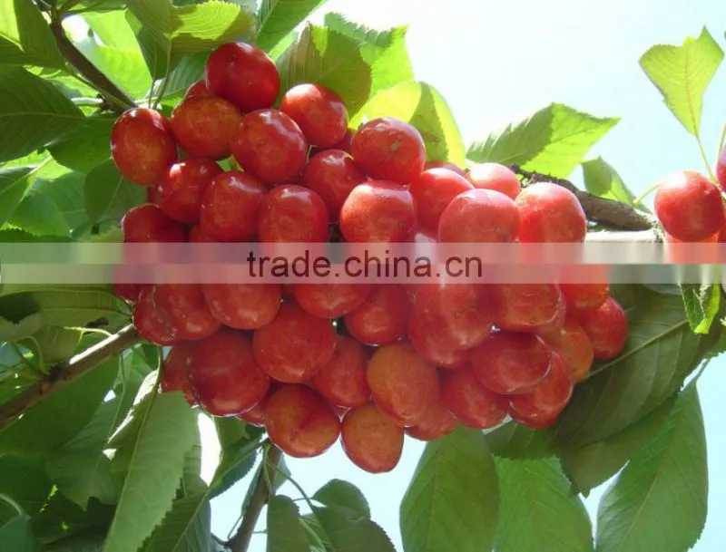 Red cherry fruit tree seeds for Growing