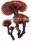500mg 100% Pure Ganoderma Lucidum Spores Oil Softgel