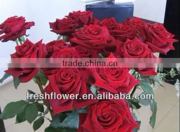 wholesale flowers of black roses flower