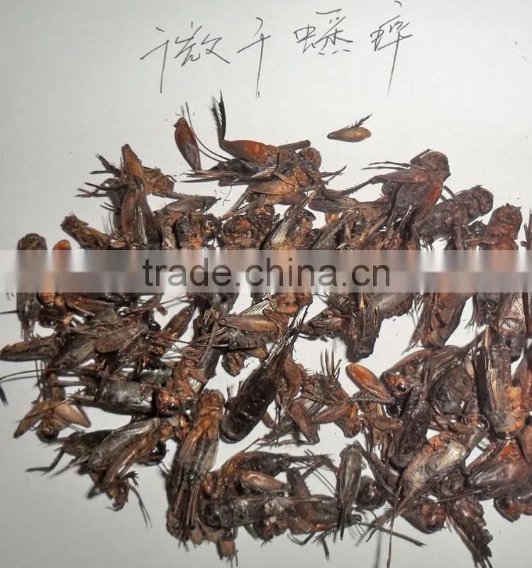 high quality cricket powder