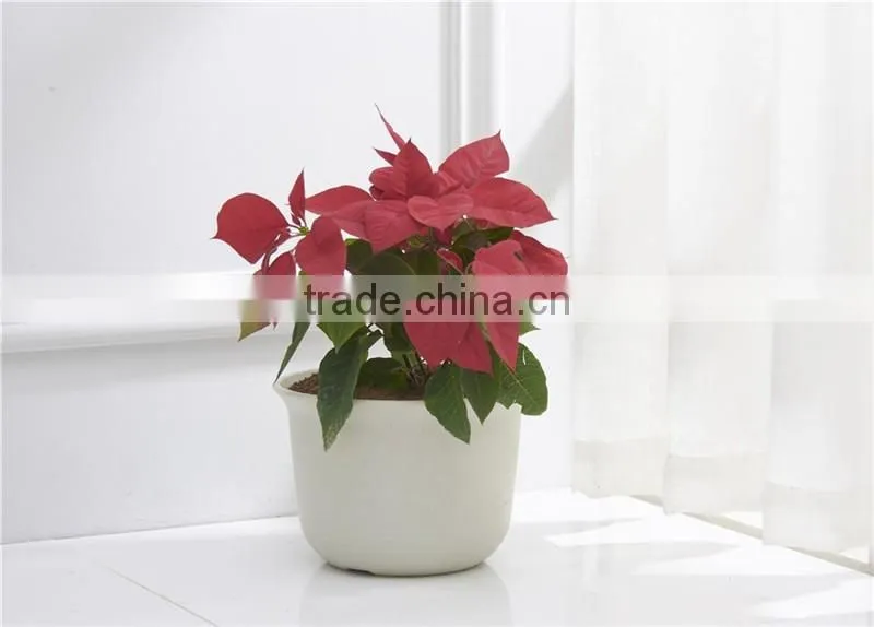 Plastic Round succulent Plant Pot/Cactus Plant Pot Flower Container