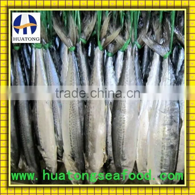 Spanish Mackerel frozen mackerel