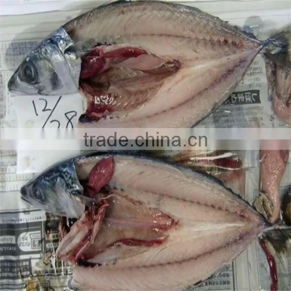 best fresh frozen mackerel fish