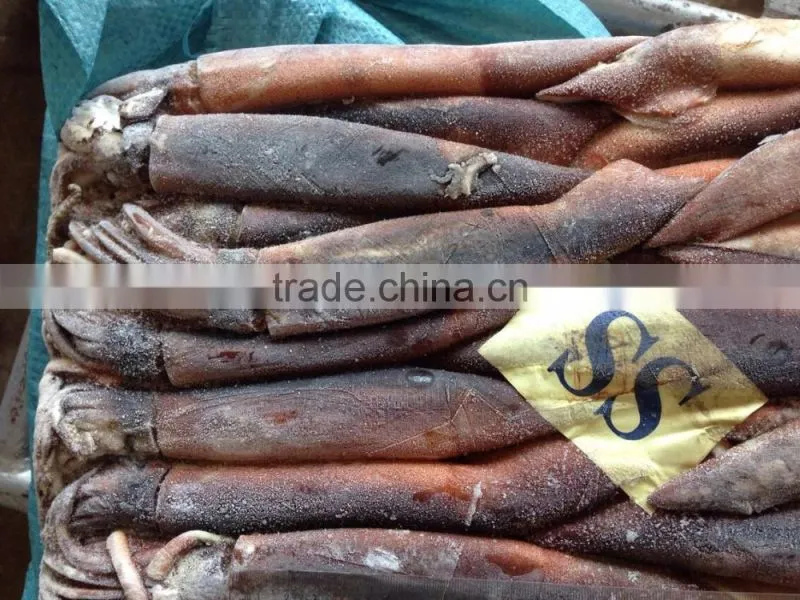 frozen illex squid whole round