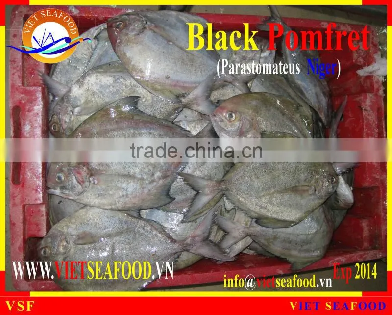 FROZEN BLACK POMFRET WHOLE ROUND