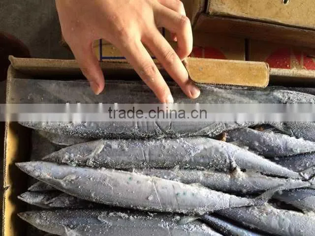 frozen Pacifc saury Cololabis Saira
