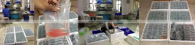Exporter wholesale ornamental live tropical aquarium fish from Thailand
