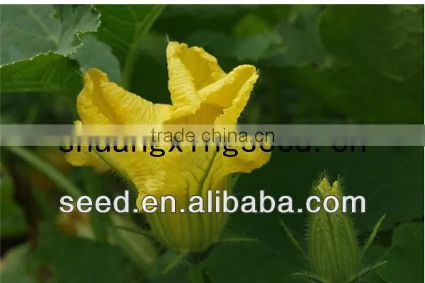 Black Pearl 2 black skin high yield hybrid f1 pumpkin seeds