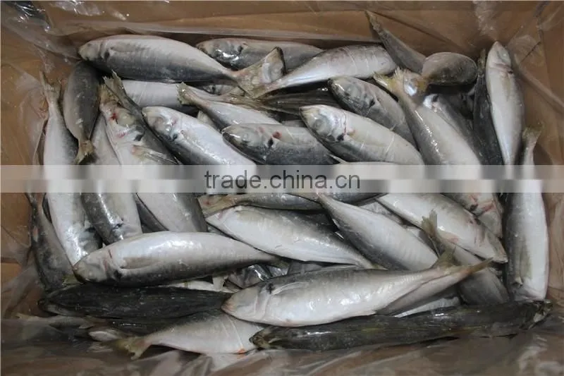 horse mackerel price