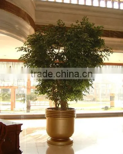 Christmas decoration ficus tree