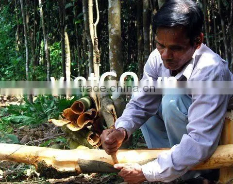 Broken Cassia With Best Price, hight quality