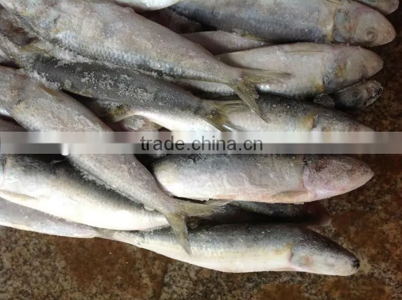New caught whole round frozen sardine 8-10pcs/kg for market